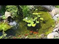 fancy goldfish pond - Tamasaba, broadtail Ryukin, Bristol, Oranda, Fantail and some mix