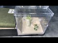 Unboxing Tarheel Ants Fallen Fortress and moving my Camponotus Castaneus colony into it.