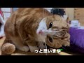 【ギター猫】猫じゃらしでギターの練習を始めるスコティッシュ猫が可愛すぎたwみかん君大興奮！！