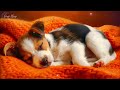 Soothing Music For Dogs 🎵🐶 Anti Separation Anxiety 🐶💖 Stress Relief Music