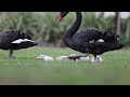 Super Cute Black Swan Cygnets in Dawlish - Week 2