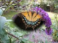 Eastern Tiger Swallowtail Butterflies