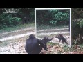 In the jungle baby chimp's mirror training progresses Un chimpanzé apprend les propriétés du miroir