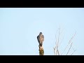 Peregrine Falcon Preening at 1000 mm