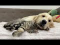 Adorable Golden Retriever and Cute Cat are Best Friends