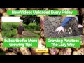 Growing and Using Comfrey - Perfect Plant for Permaculture Vegetable Gardening