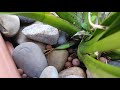 Cymbidium Treatment Day | Bringing Outdoor Orchids Inside, Spider Mite Treatment & Semi-Hydro Update