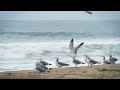 Soothing Sleep Sounds of Pacific Ocean in Slow Motion - Nature Sounds for Relaxation