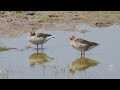 Refreshing Splashes: Greylag Goose Duo's Serene Bathing Time #birds #wildlife #nature