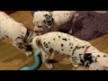 What you need when you bring your Dalmatian puppy home