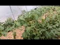 Greenhouse Tomatoes 🍅🍅 06/02/23