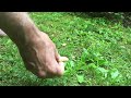 Hand feeding Chipmunks  Trust is a must