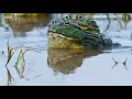 second frog movie trailer
