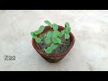 How to grow  Blue butterfly pea plants / Aparajita flower plants .Grow from seeds