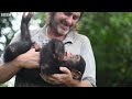 Baby Chimp Rescue | Close Encounters | BBC Studios