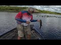 Catching Bass In Lily Pads (Lily Pad Lounge Lizard)