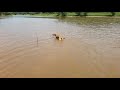 Sheba and Boris do a Heckin Splish Splash