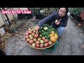 Thu hoạch cây táo Nhật siêu trái đẹp mê ly, dưa Nam Mỷ, ổi Brazil và review trái cây tại vườn ở Úc