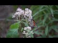 Monarch Butterfly Lincoln Park Chicago