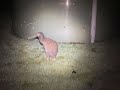 **SUBSCRIBE **For Rare Kiwi bird in our back yard showing off
