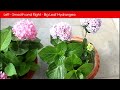 Here's why my Hydrangeas always bloom, Pruning & old wood v/s new wood