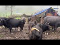 Rural Life in The Nepali Mountains in Nepal | How people Live in Nepal with Rainy Time