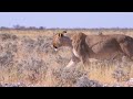 Great MigrationChobe National Park, Botswana, African 4K  | Scenic Wildlife Film With Calming Music