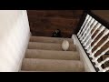 Mavis The Rabbit Goes Down The Stairs!