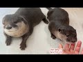 While I Was Lying in Bed Sick for 3 Weeks, the Otters Are… [Otter Life Day 908]