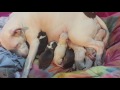 SNOW'S FIRST LITTER (9 Puppies)