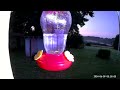 Hummingbird at feeder at crack of dawn, 6-9-2024.