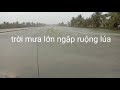 Mưa đầu mùa & lúa xạ mười ngày tuổi bị ngập nước