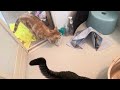[元野良猫]フケだらけで半年ぶりのお風呂🛀先住猫がずっと見てます