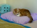 Sleeping Cat - Tail Wag!
