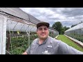How I Fertilize My Tomato Plants 🍅