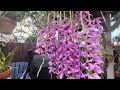 Garden update…… Orchid eating predators, an amazing honohono and orchids show announcements!