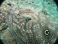 Rough ray (Raja radula)  🎥 ×16 zoom || Evia Island, Greece 🇬🇷