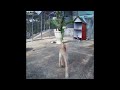 🐱🤣 Funniest Dogs and Cats 😹❤️ Best Funny Animals 2024 #18