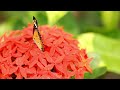 Amazing Butterflies | Watch & Get Relaxed 🧘 🦋 🧘‍♀️
