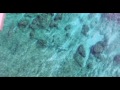 Barracuda Tracking in the Caribbean with Drone