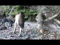 British Columbia Trail Cam Compilation #3