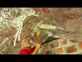 How to insulate your attic and save money!