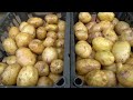 As long as you grow potatoes using this method, you don't need to buy potatoes anymore