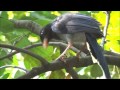 A fleeting glance at a Taiwan blue magpie in downtown Taipei