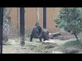 Female Gorilla Asking Male To Mate | Kyoto Zoo