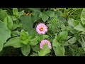 Late July front yard raised garden bed tour. 😍🍅🫑🥕🥬🌽🌶🥦🤩