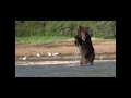 GRIZZLY FIGHT COMPILATION HD-  katmai, alaska,  Grizzly vs Grizzly, bear fight