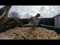 The assholes of the neighborhood. Whitewing Doves show up in flocks twice a day to all eat at once.