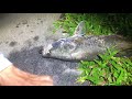 Barramundi Fishing in Singapore | Punggol Waterfront 2 | Crab, Stingray and more