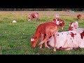 Coady Cattle Company 2018 longhorn calves